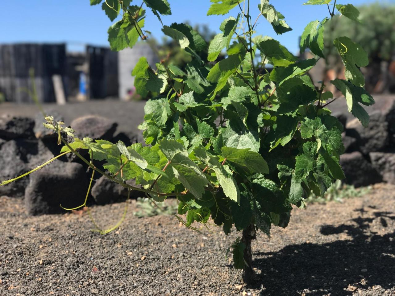 ホテル Eslanzarote Eco Dome Experience テギセ エクステリア 写真